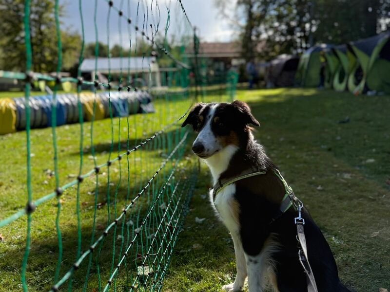 Agility-Kreismeisterschaft